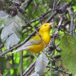 colorful warbler