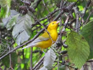 colorful warbler