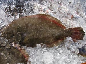 fresh flounder