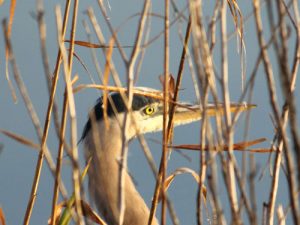 great blue heron