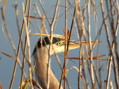 great blue heron