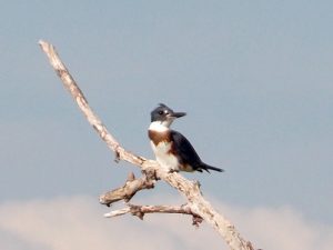 kingfisher