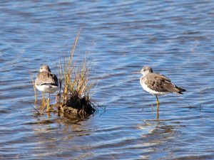 lesser yellowlegs