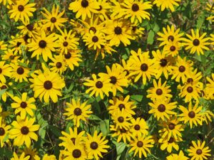 black-eyed-susan-flowers