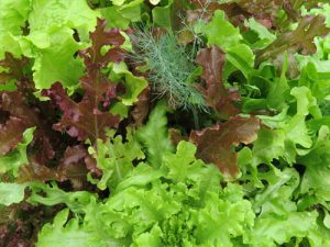 leaf lettuce