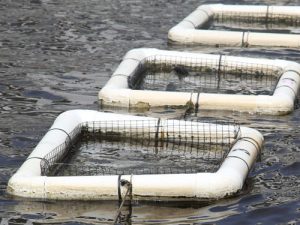 oyster floats