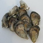 virginia oysters