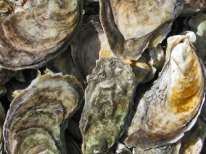 virginia oysters in the shell