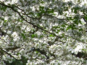 dogwood tree blooming