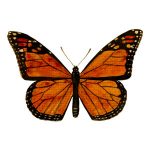 butterfly art