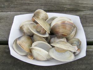 steamed clams