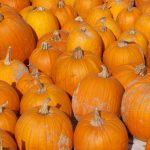 fall pumpkins