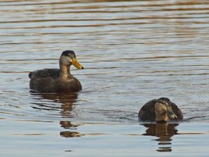 black ducks pair