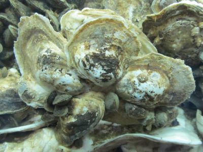 live oysters