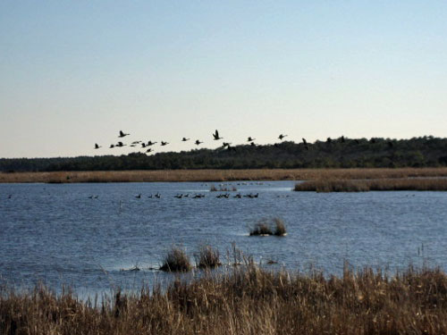 Back Bay National Wildlife Refuge waterfowl