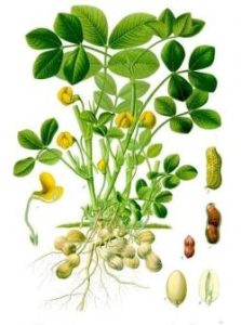 peanut plant